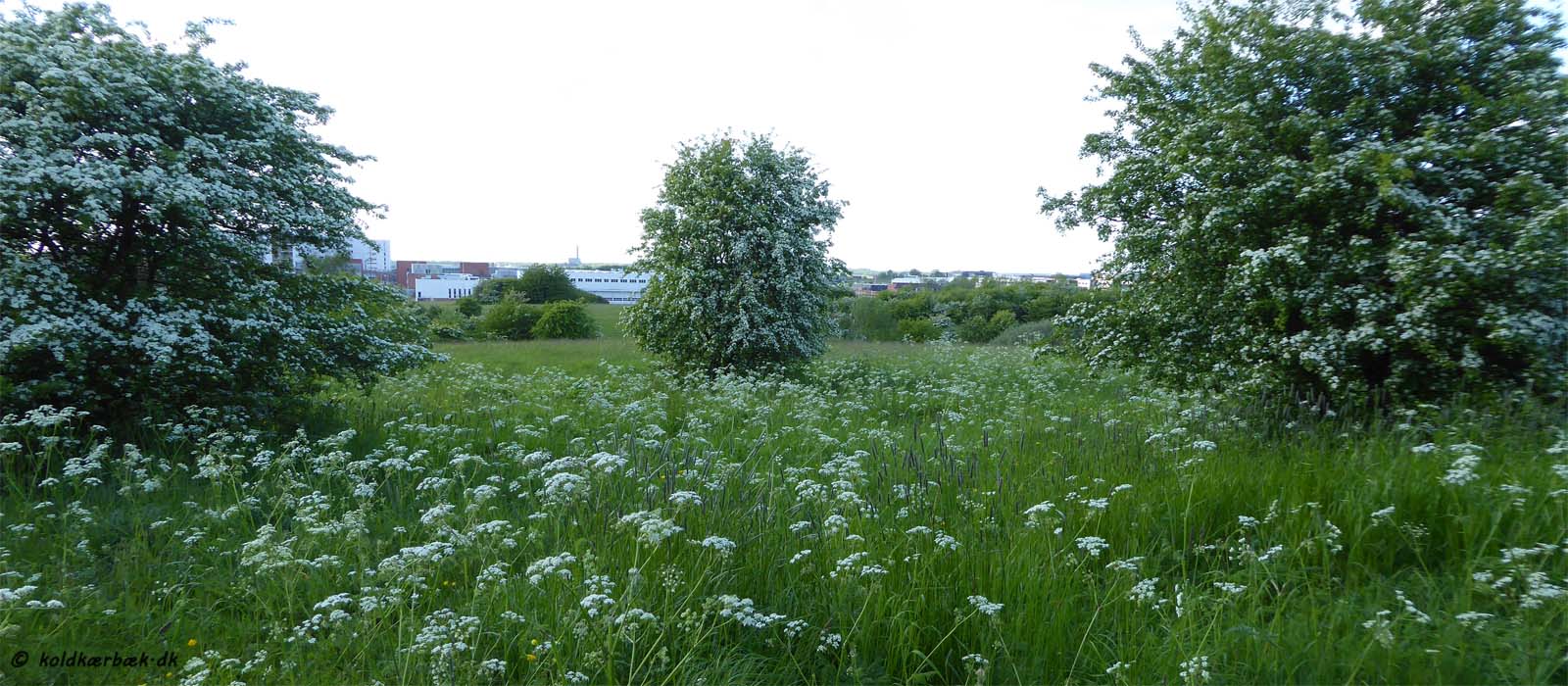 Blomstrende Hvidtjørn på Overdrevet ved Vestereng. På det laveste sted i baggrunden af billedet løber Koldkær Bæk. Når Hvidtjørnen blomstre omkring 1. juni, og alle de skærmblomstrede danner et let fint tæppe - ja så bliver det ikke meget flottere. I Jægersborg Dyrehaven ved København, har mange mennesker en tradition med at ta' ud og se Hvidtjørnen blomstre. De ta'r madkurven med og slår sig ned blandt de gamle Hvidtjørn. Var det en ide, man kunne ta' op i Aarhus og ta' på udflugt til Vestereng ? 4-6-2015