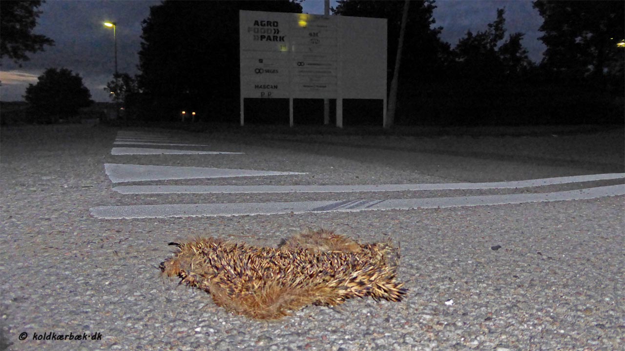Dødt Pindsvin ved hovedindgangen til Agro Food Park, ca. 200 m fra Koldkær Bæk, 16-7-2016. Et trafikdræbt Pindsvin er desværre et uhyre almindeligt syn på de danske veje. Af trafikdræbte dyr synes Pinsvin at være den art, man langt oftest ser. Det skyldes sikkert et mix. af en række faktorer. Nogle kan være : I den danske natur forekommer Pindsvin antals mæssigt meget oftere end de andre trafikdræbte dyr. Pindsvin er forholdsmæssigt ret langsomme. Endelig er der en faktor, man nok ikke skal undervurdere, når man fornemmer, at pindsvinet må være et at de mest trafikdræbte dyr. De fleste trafikdræbte dyr bliver sandsynligvis inden for meget kort tid fjernet eller spist af ræve, rovfugle og andre rovdyr. Ofte når man slet ikke at registrere dem. Hvorimod det piggede pindsvin, står meget lavt på rovdyrenes menukort, og kan derfor ligge mange dage på landevejene - og derfor synes trafikdræbte Pindsvinet meget mere almindelige end andre trafikdræbte dyr. Ved Koldkær Bæk er Pindsvin desuden i 2016 registreret i Faunapassagen. Lokale beboere i Brendstrup har også oplyst om Pindsvin i området. 