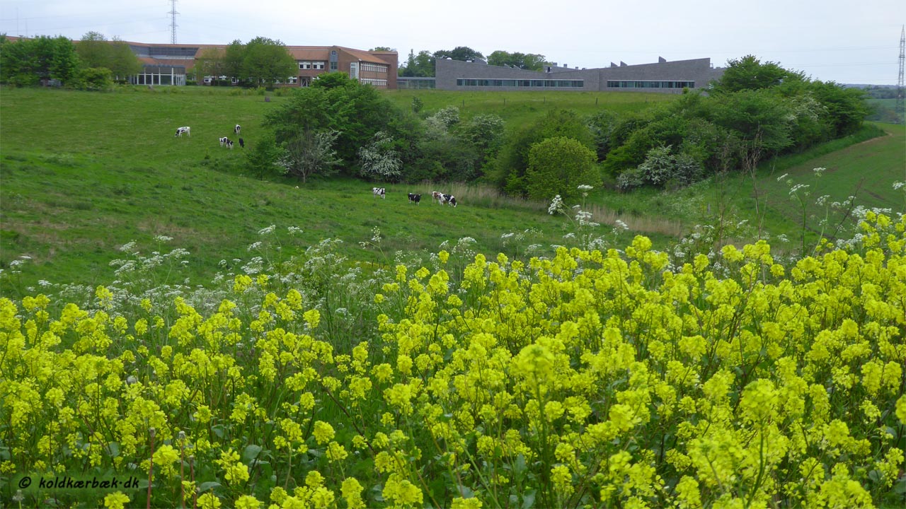 Ager-sennep ved Koldkær Bæk. 31-5-2015. Koldkær Bæk løber nede i bunden af det fredede overdrev, som kreaturerne afgræsser. I baggrunden ses Agro Food Park. Ager-sennep har en meget kraftigere duft.  Bierne og Humlebier er fuldstændig pjattede med dens pollen og nektar.