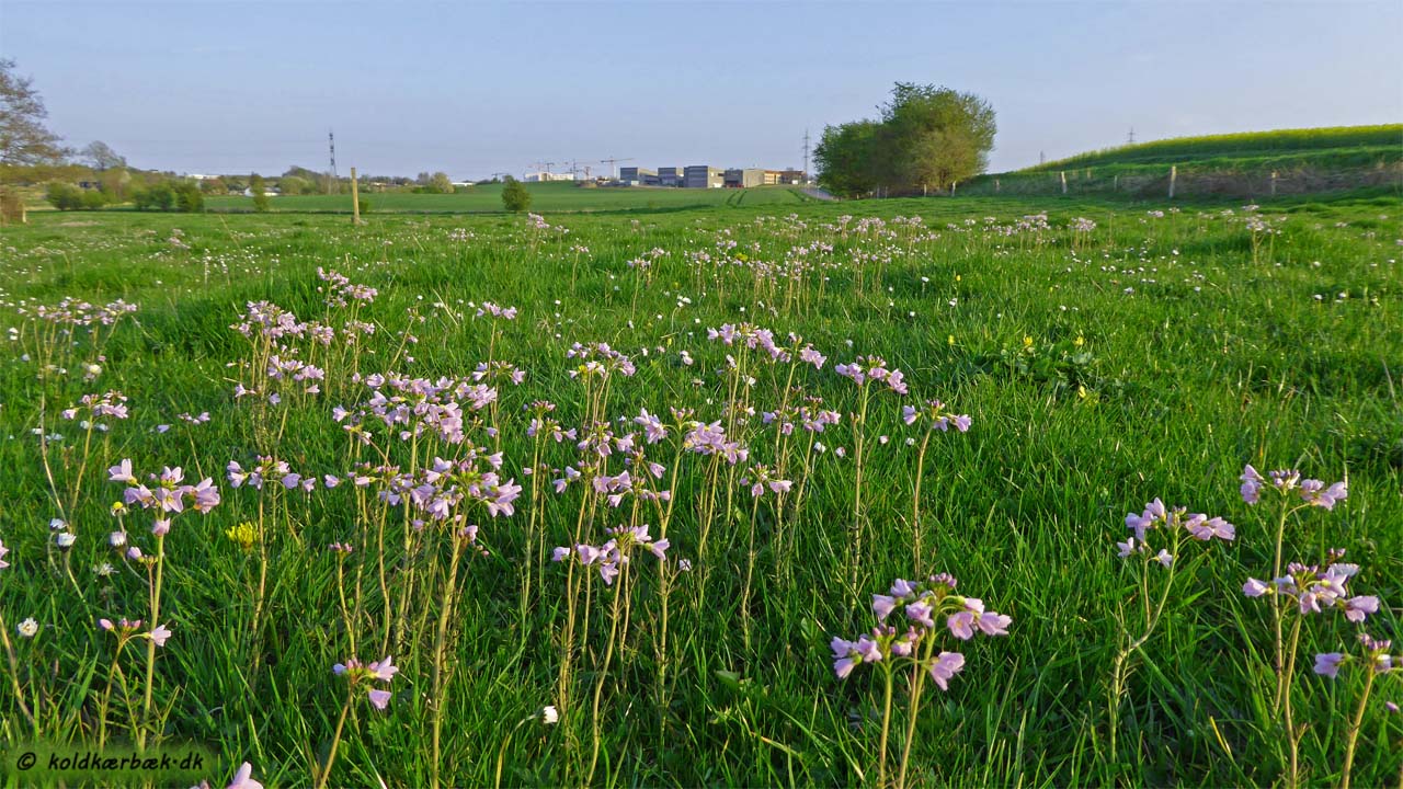 Eng-karse på Humlehus Eng. Længst borte, til venstre i billedet løber Koldkær Bæk. 25-4-2014. I baggrunden ses Agro Food Park. Den smukke Eng-karse har sin største udbredelse på Humlehus Eng. Den findes desuden på Overdrevet ved Koldkær Bæk, dog meget mere sparsomt.