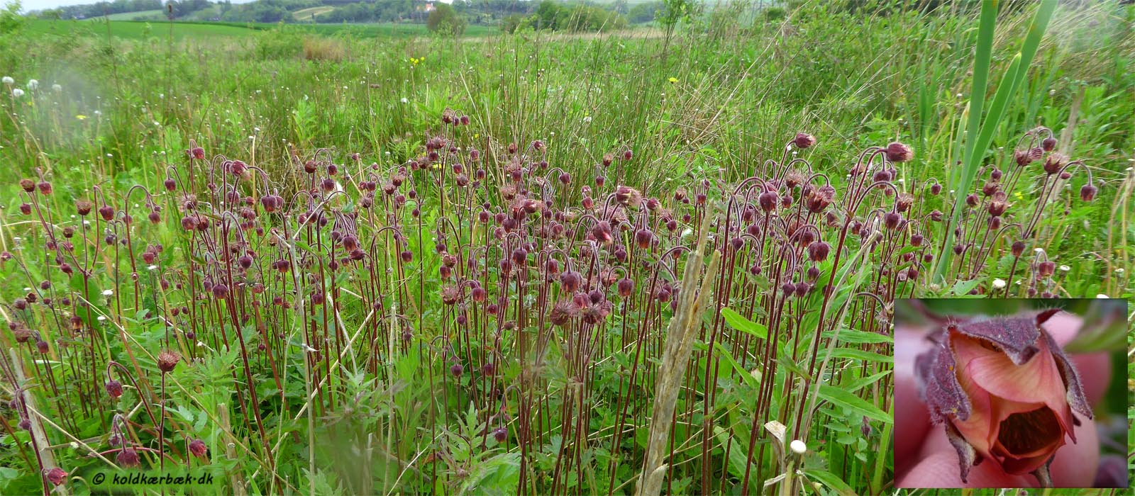 Eng-Nellikerod på det fredede overdrev ved Koldkær Bæk. 13-5-2014. Overdrevet indeholder flere større holme af Eng-Nellikerod med den smukke røde blomsterklokke. En overdrevs-plante af høj kvalitet.