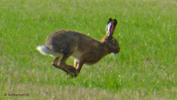 Hare ved Koldkær Bæk. 12-4-2014.