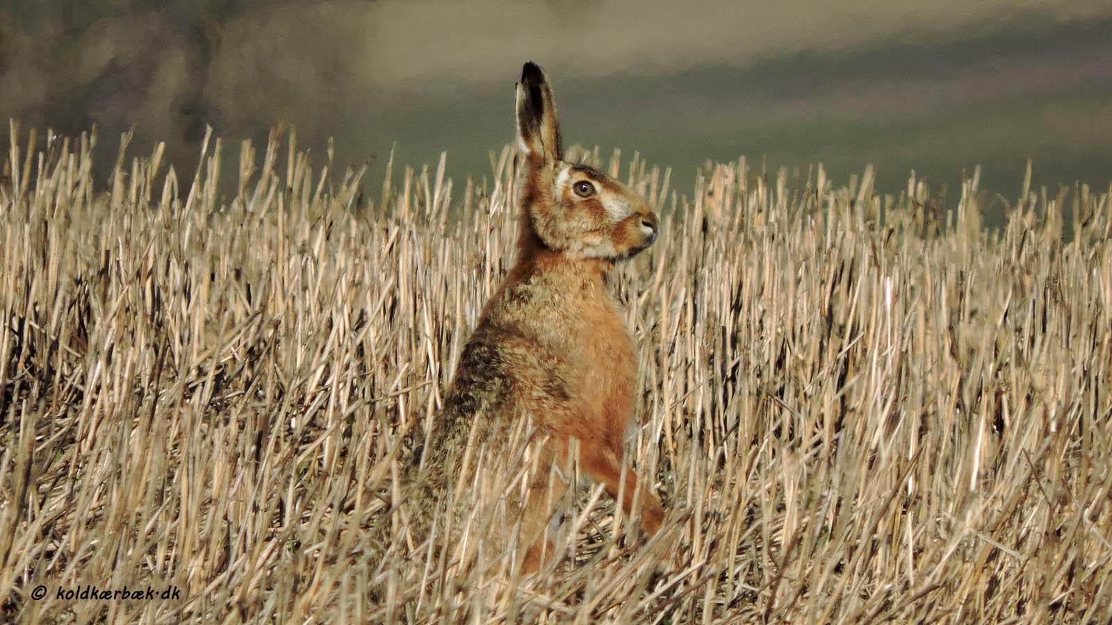Hare på stubmark ved Koldkær Bæk. 16-3-2016. Der har ikke være så mange harer ved Koldkær Bæk i vinteren 2015 / 2016. Forhåbentlig bliver de mere aktive og synlige når foråret sætter ind. 2014 var et rigtig godt hareår ved Koldkær Bæk. 2015 var knap så godt. Spændende om de få observationer for vinteren 2015 / 2016 er en indikator for 2016 ?