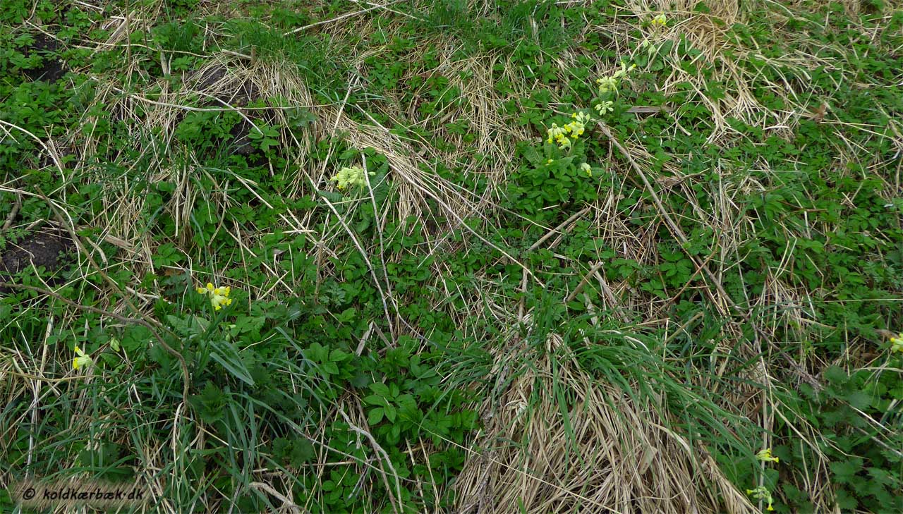 Hulkravet-Kodriver på et areal i nærheden af Koldkær bæk. 12-4-2014. På billedet ses knap 10 planter. Ialt er ca. 50 planter registreret i både 2014 og 2015. Som det fremgår af billedet, er arealet domineret af brændnælde, skvallerkål og forskellige græsarter. Skvallerkål kunne tyde på, at der på arealet måske i fortiden har ligget et hus / have ? Det kunne være interessant, i samarbejde med arealets private ejer, at slå arealet med Le + fjerne høet (større er arealet ikke, end at det må være overkommeligt). Over en årrække kunne det være uhyre interessant at følge hvilke plantearter arealet rummer.