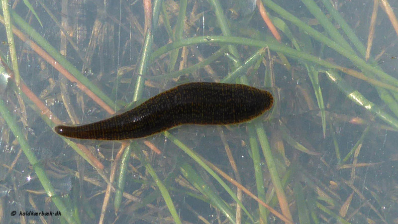 Igle registreret i vandhul tæt ved Koldkær Bæk, 11-5-2016. Udstrakt var den ca. 5 cm. (se billede nedenfor). Der er sandsynligvis tale om en Hundeigle. Tværbåndene ned ad kroppen, samt munden tyder på en Hundeigle. På flere Butsnudede Frøer er der set igler, som havde bidt sig fast.  Ifølge litteraturen har Hundeiglen ingen kæber og kan derfor ikke suge blod. Den sluger i stedet små dyr som dansemyggelarver og orme. Det er de store kæbeigler, som lægeiglen og hesteiglen, som suger blod. Lægeiglen er som udvokset hele 15 cm. lang. En uhyggelig krabat, der gerne suger blod på mennesker. Der er noget disharmoni mellem udseende og fødevalg i det registrerede eksemplar ved Koldkær Bæk. Der er sandsynligvis tale om en Hundeigle.  