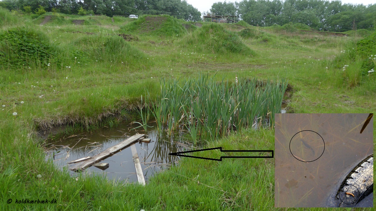 Mikro vandhul i nærheden af Koldkær Bæk. Det målte kun ca. 2 x 5 m, og alligevel var der flere Lille Vandsalemander. I højre side af billedet er vist et foto at en Lille Vandsalemander ligesom der ses en flot gul snegl på bildækket. 24-5-2016. Mikro vandhullet ligger på den nedlagte BMX-cykelbane i udkanten af Vestereng, ca. 200 m fra Koldkær Bæk. Cykelbanen, som er under tilgroning, er naturmæssigt, meget spændende. Fasen når et område, som oprindeligt lå hen som råjord og grusbaner, begynder at go til med planter er uhyre interessant. I hvilken rækkefølge kommer planterne på den muldrige jord og på de mere næringsfattige grusbaner ? Der er mange kunstige bakketoppe. Hvilke planter er på solsiden og hvilke på skyggesiden ? Er der gøgeurter og andre specialister ? De samme spørgsmål kan stilles for insekterne. Alt dette kunne det være meget spændende at undersøge. Der er masser af interessant natur ganske tæt på Aarhus Centrum. Det ligger blot og venter på at blive opdaget :-)