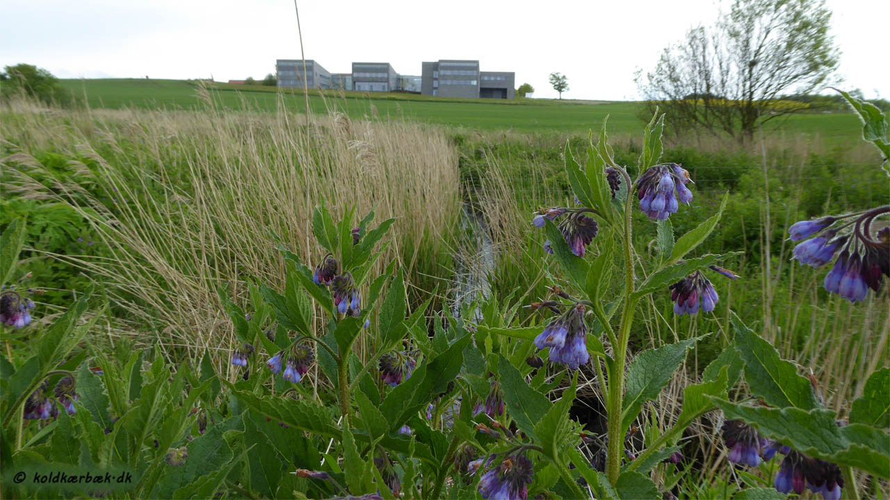 Lægekulsukker på Overdrevet ved Koldkær Bæk. 31-5-2015. Koldkær Bæk løber gennem tagrørene midt i billedet. I baggrunden ses Agro Food Park. På en varm dag i blomstringstiden høres en høj summen af bier og humlebier. De bliver tiltrukket af plantens store produktion af nektar. Måske hentyder plantens navn hertil ?