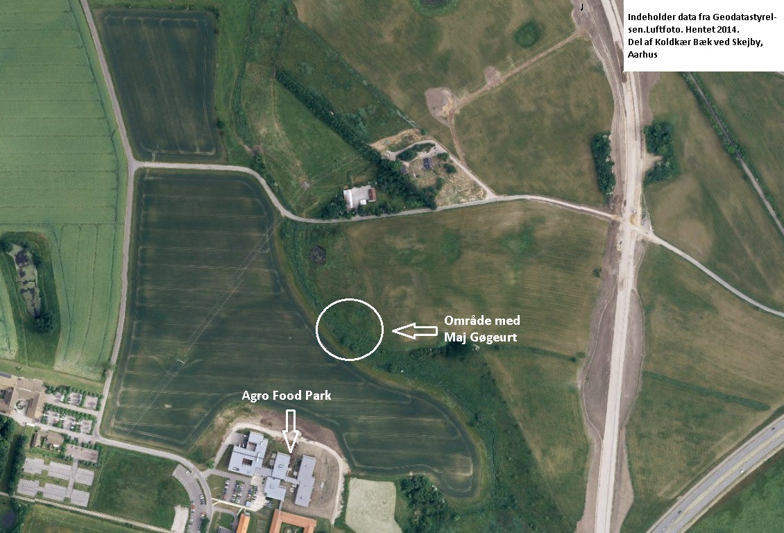Området ved Koldkær Bæk, hvor der i 2015 blev konstateret Maj Gøgeurt. Der blev fundet 8 stk. på et ca. 500-800 m2 stort areal. Det vil være ønskeligt, hvis arealet kan friholdes for afgræsning frem til ca. 25. juni. Herved får Maj Gøgeurt mulighed for dels at sætte frø, dels at samle næring i de underjordiske plantedele, så de er klar til næste års blomstring. Et ønskeligt og realistisk mål vil være 50 Maj Gøgeurt på overdrevet ved Koldkær Bæk. Indeholder data fra Geodatastyrelsen. Luftfoto. Hentet 2014.