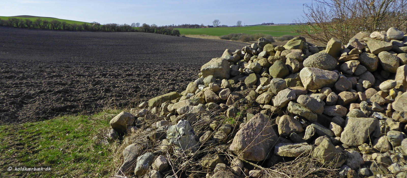 Stor bunke af marksten, ikke så langt fra et af Koldkær Bæk's udspring. 8-4-2015. Stenbunken med alle dens naturlige huler og gange vil være et oplagt sted for lækat. I baggrunden til venstre ses den smukke gravhøj 'Revelhøj'. Foran gravhøjen ses det ca. 100 årige læhegn af Mirabelletræer, samt mange andre træer og buske. Inde i læhegnet løber et lille, fint vandløb. Det frodige læhegn har meget stor naturmæssig værdi som spredningskorridor for dyr og planter og derfor meget bevarigsværdigt. Selvom læhegnet er gammelt og meget vindudsat, har det klaret de sidste års stor orkaner uden problemer. 