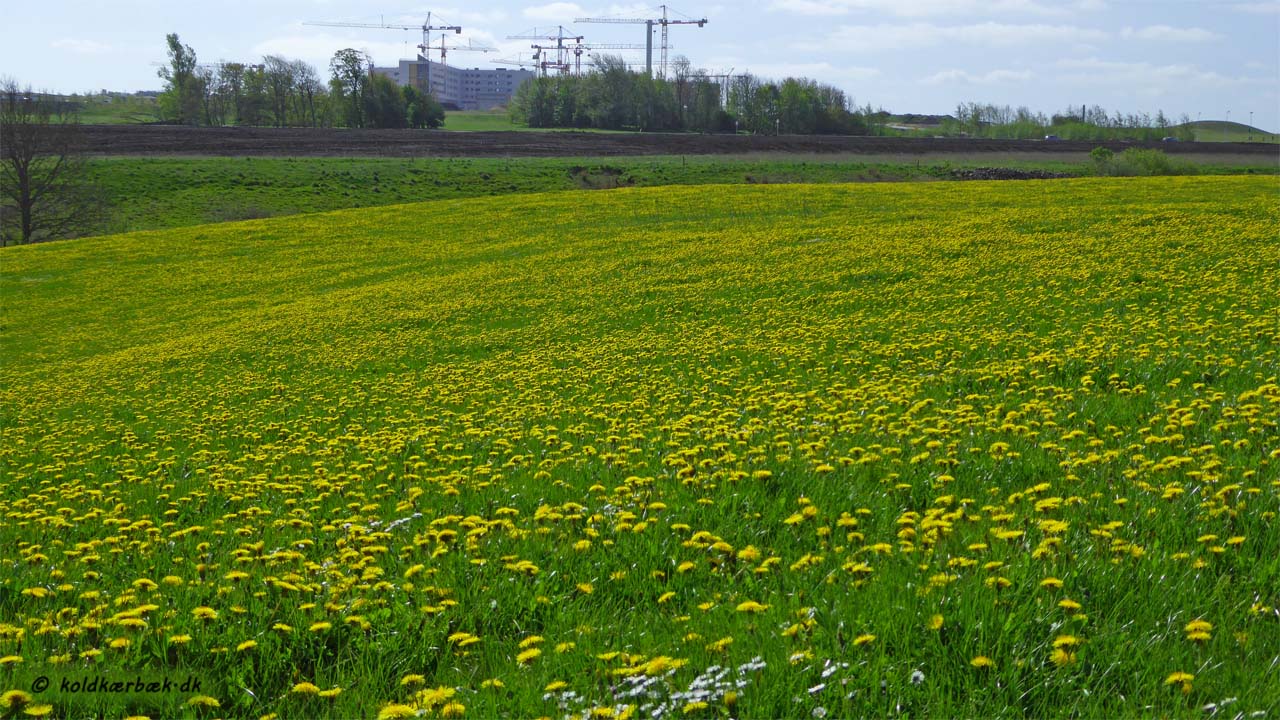Tæppe af blomstrende Mælkebøtte på mark mellem Koldkær Bæk og Agro Food Park. 3-5-2014. Midt i billedet løber Koldkær Bæk nede i slugten. I baggrundes ses Det Ny Universitethospital. Det er håbet at denne mark ikke bebygges og at marken fortsat kan blive afgræsset af kvæg.
