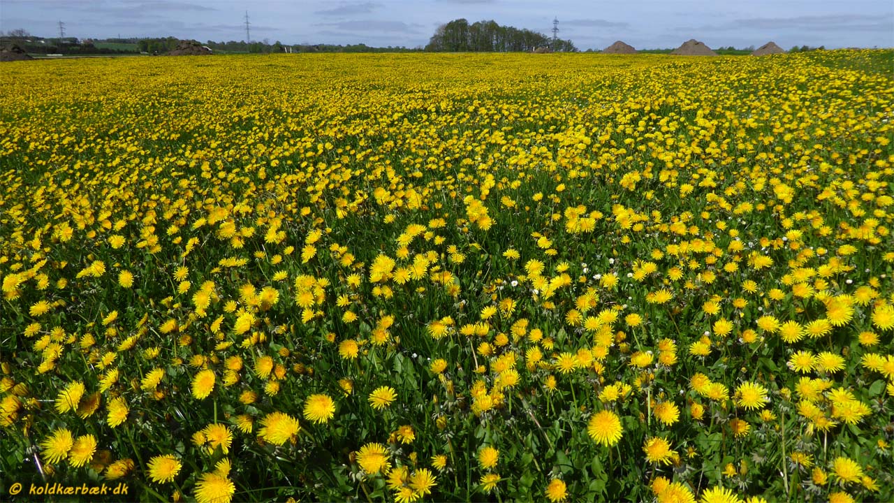 Mælkebøtter på mark ved Koldkær Bæk. 3-5-2014. Koldkær Bæk løber til venstre i billedet. Agro Food Park ligger til højre for billedet. En uges tid i begyndelsen af maj, kan man opleve dette vildt imponerende syn. Tilsvarende marker findes der næppe mange af ved Aarhus. Man kan håbe at mange mennesker vil lægge vejen forbi Koldkær Bæk, når dette syn kan opleves. Marken afgræsses med kvæg, og af en eller anden grund domineres marken af et jævnt tæppe af mælkebøtter. Senere på sommeren overtager forskellige græsarter dog scenen. 