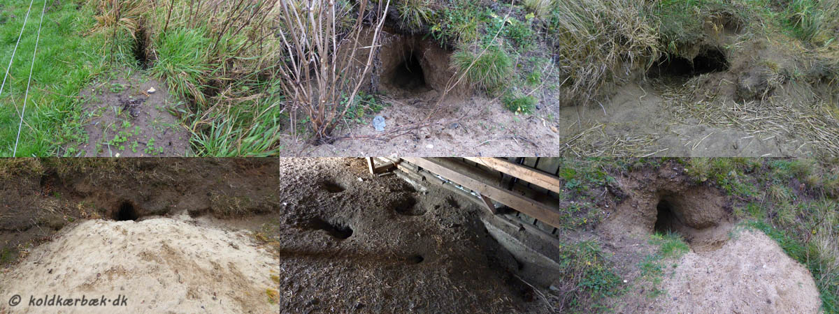 Rævegrave ved Koldkær Bæk. 2013, 2014, 2015. Der er rigtig mange rævegrave omkring Koldkær Bæk. Ca. 20 ialt er registreret. Der er sandsynligvis en del flere. Nogle grave er ret unselige, andre er store med en ordentlig bunke opskrab. Desværre er det næppe grævlingegrave. Grævlingens dybe 'plovfure' mangler. Grævling er indtil nu ikke observeret ved Koldkær Bæk. Håber den dukker op en dag.