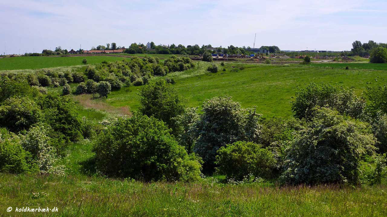 Overdrevet ved Koldkær Bæk. 31-5-2009. I baggrunden kirken i Gl. Skejby. Bemærk venstre del af overdrevet har ikke været afgræsset i en årrække og er sprunget i krat. I 2013 blev krattet fjernet, på nær enkelte spredte Hvidtjørn.